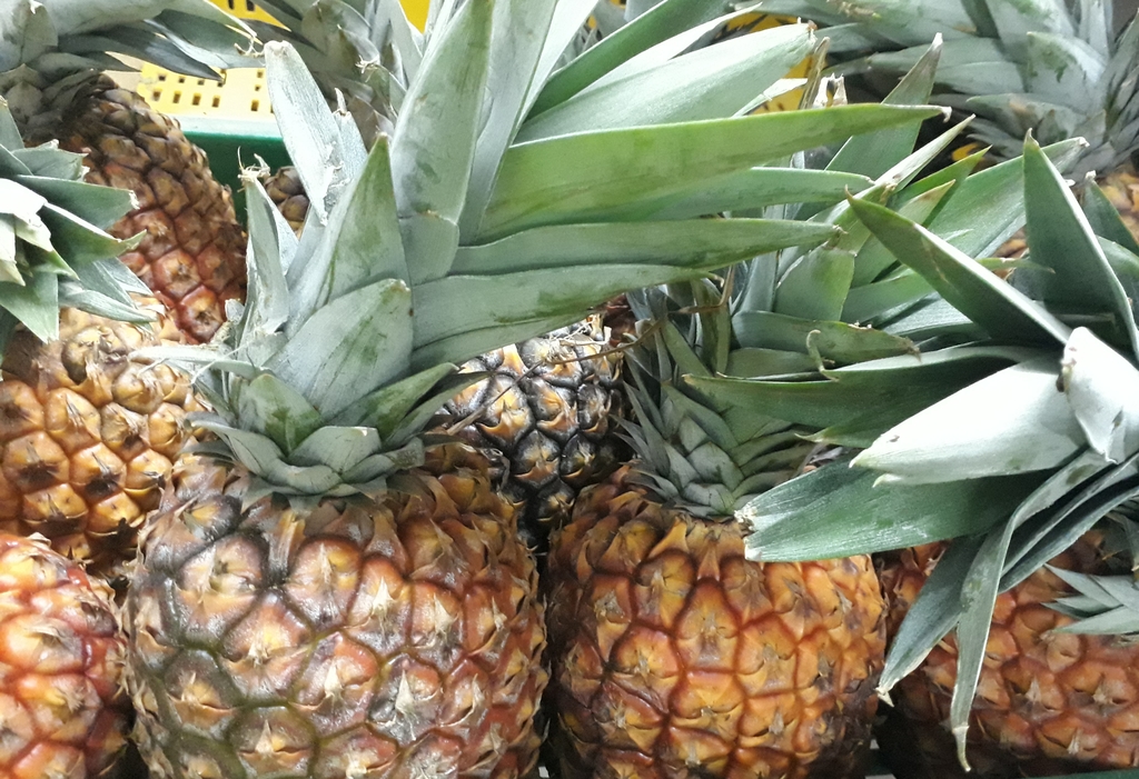 Piña oro miel