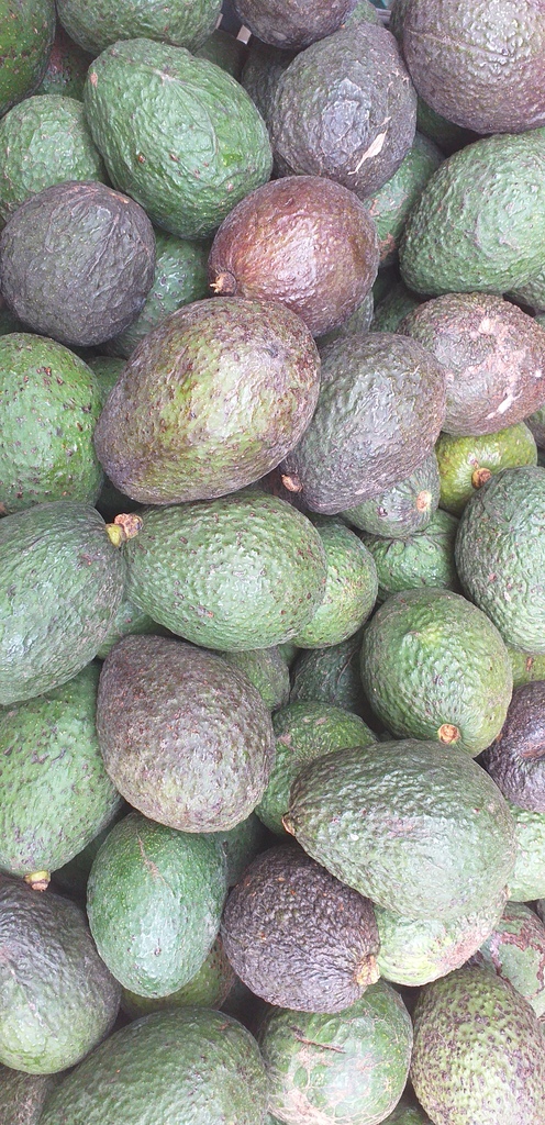 Aguacate hass