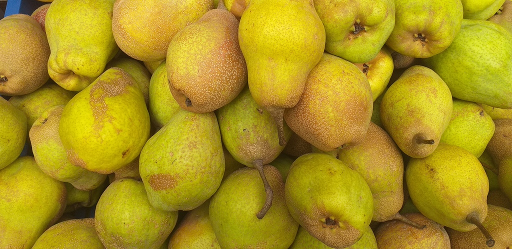 Pera criolla