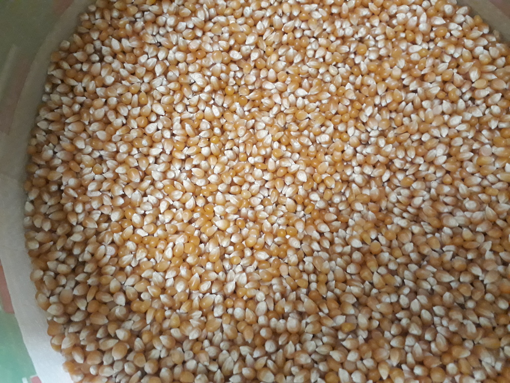 Semilla girasol