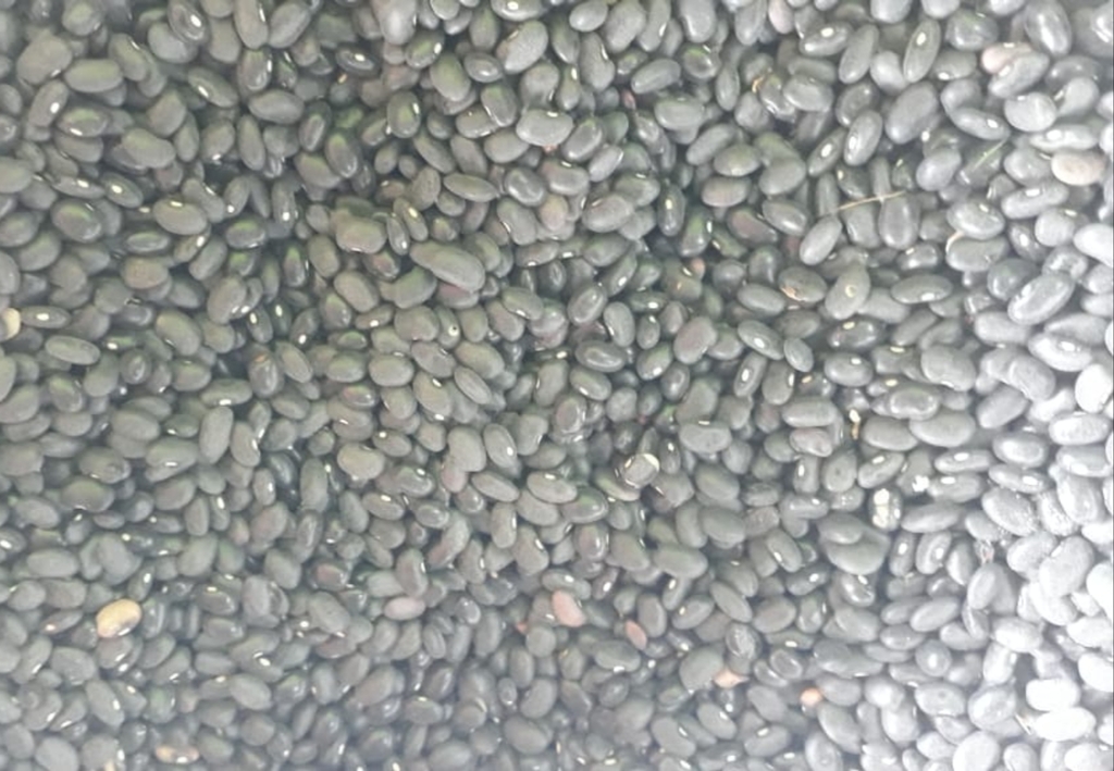 Caraota