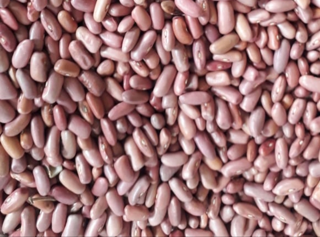 Frijol rosado