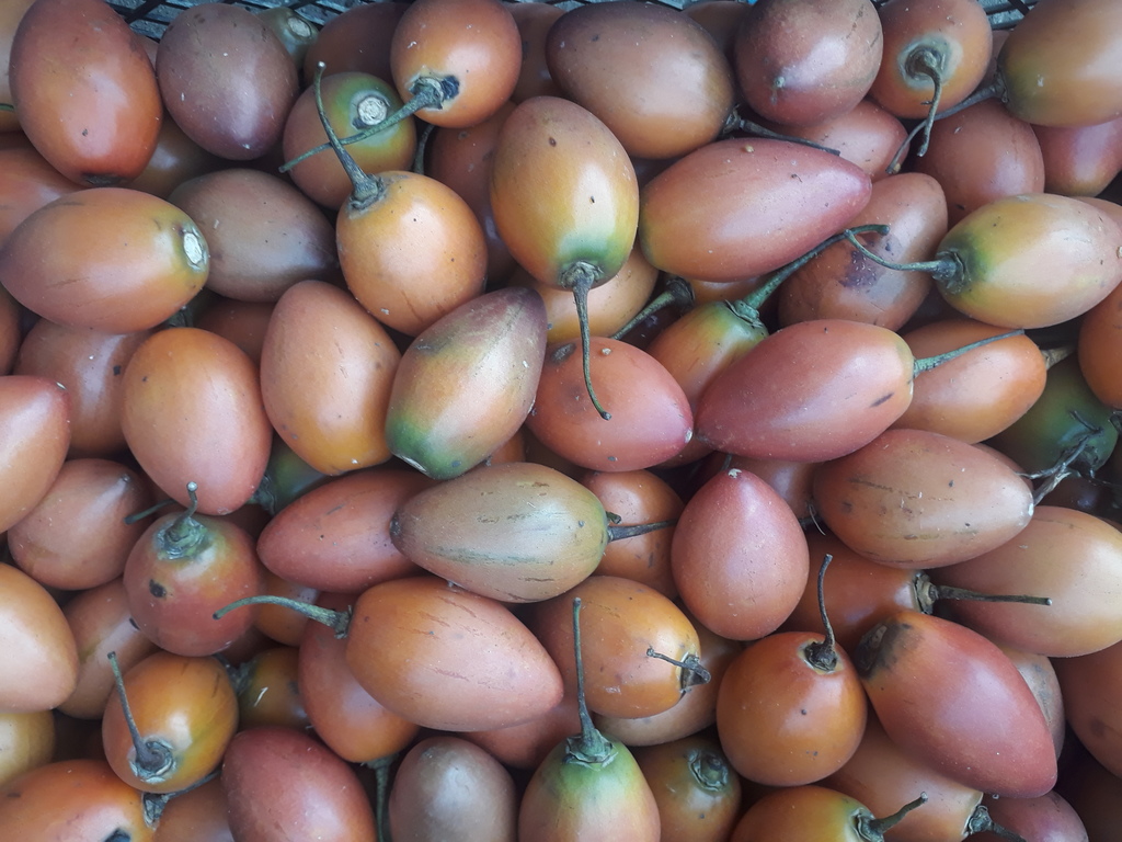 Tomate de árbol