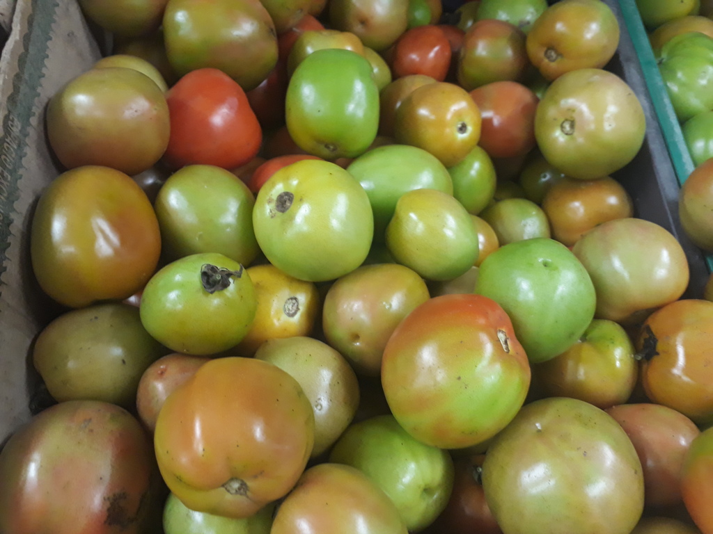 Tomate