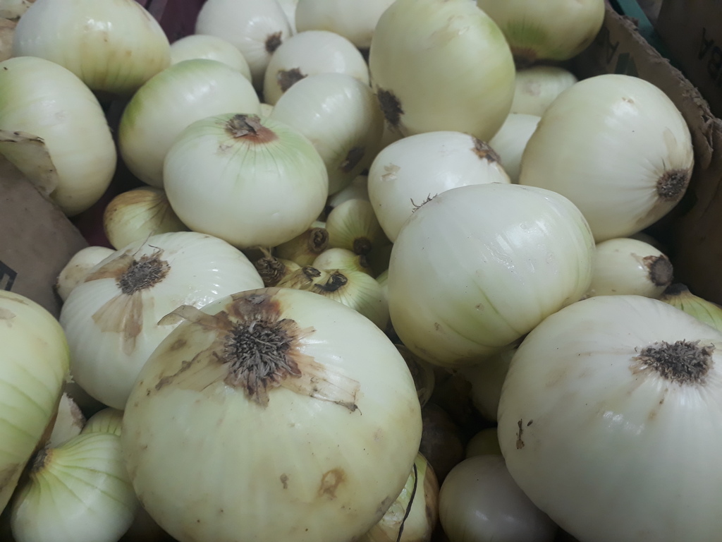 Cebolla Blanca