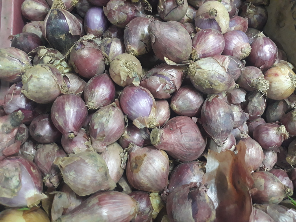 Cebolla roja
