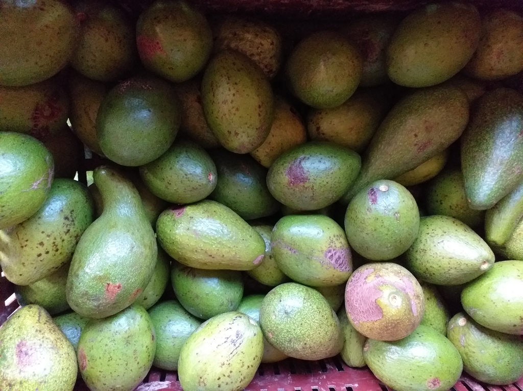 Aguacate criollo