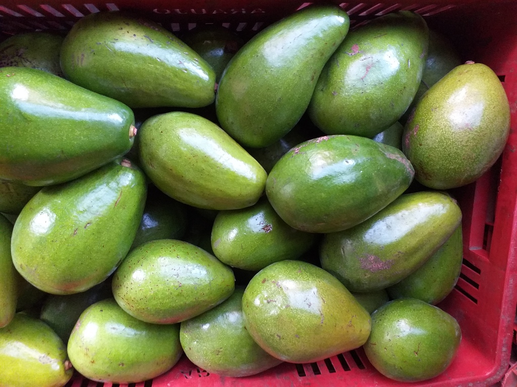 Aguacate papelillo