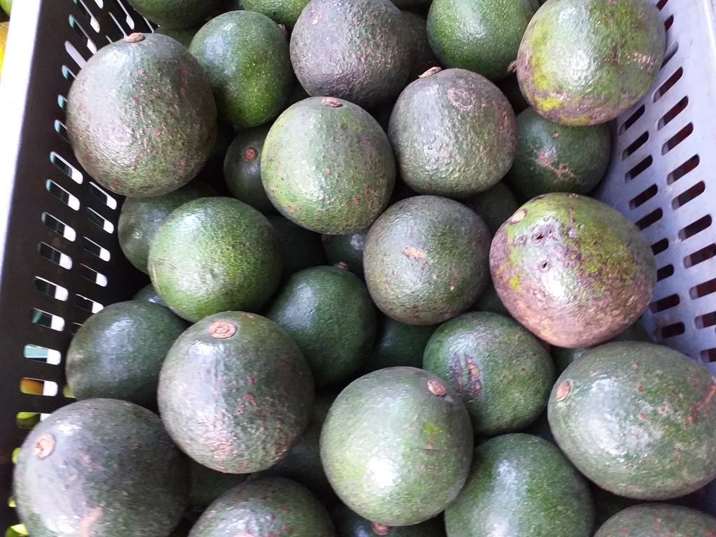Aguacate tipo reeds