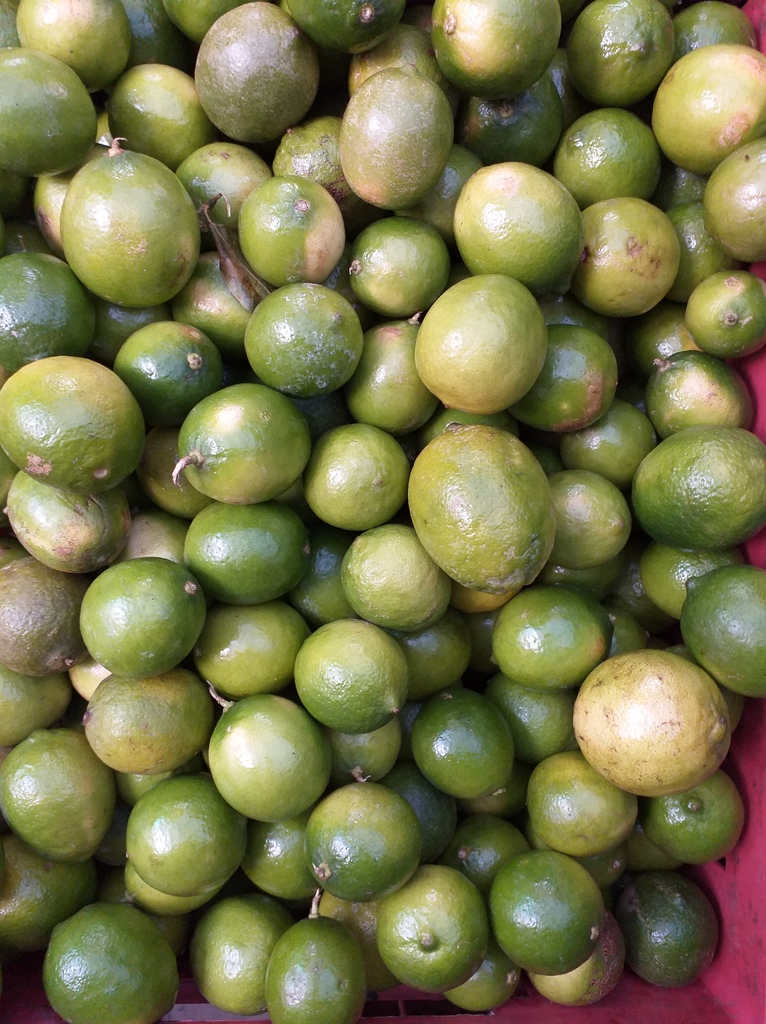 Limon tahiti