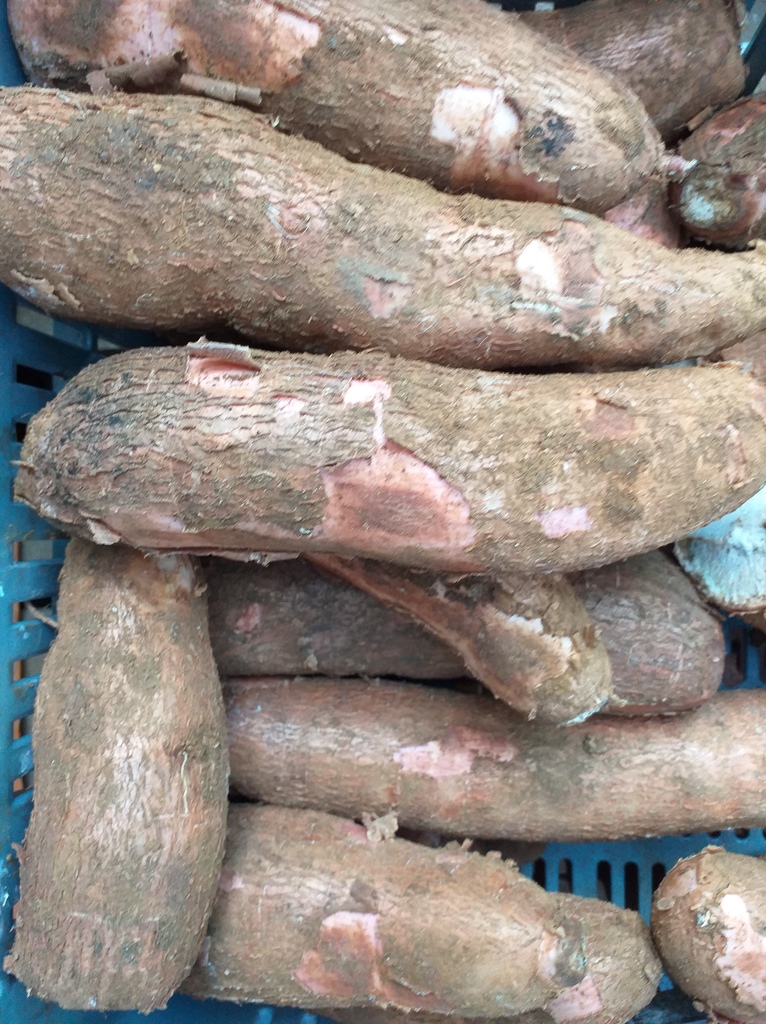Yuca