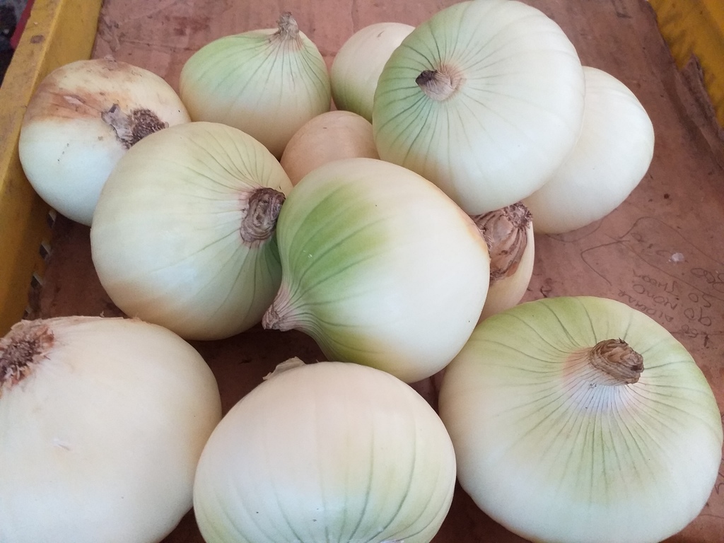 Cebolla huevo blanca