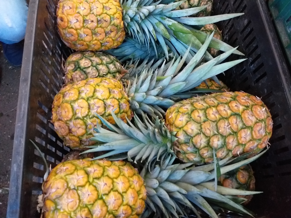 Piña oromiel