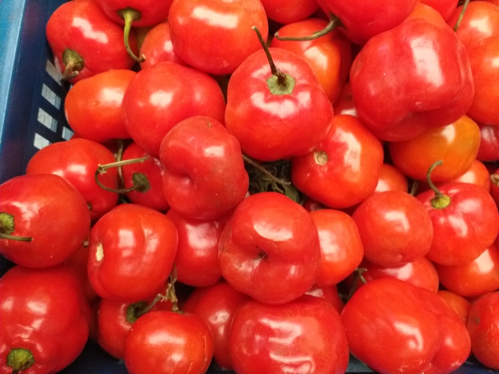 Aji rocoto