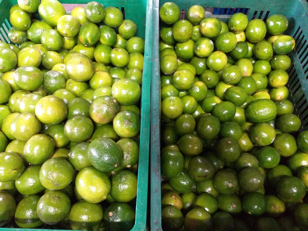Limon tahiti