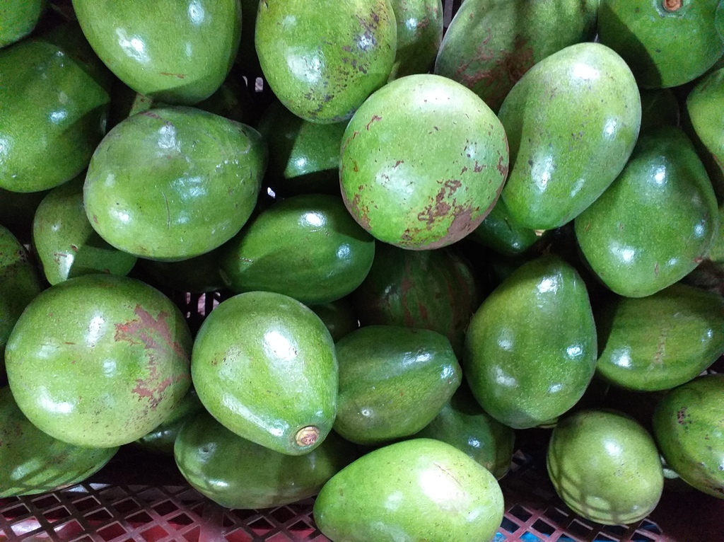 Aguacate papelillo