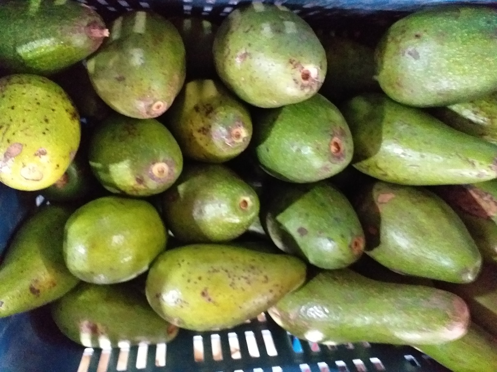 Aguacate criollo