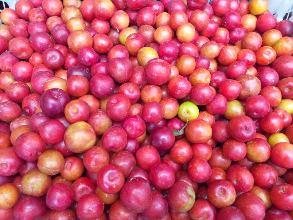 Ciruela criolla