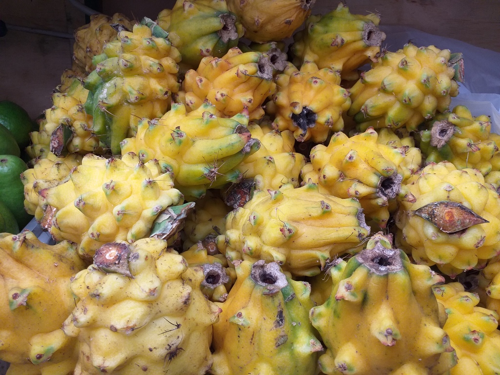 Pitaya