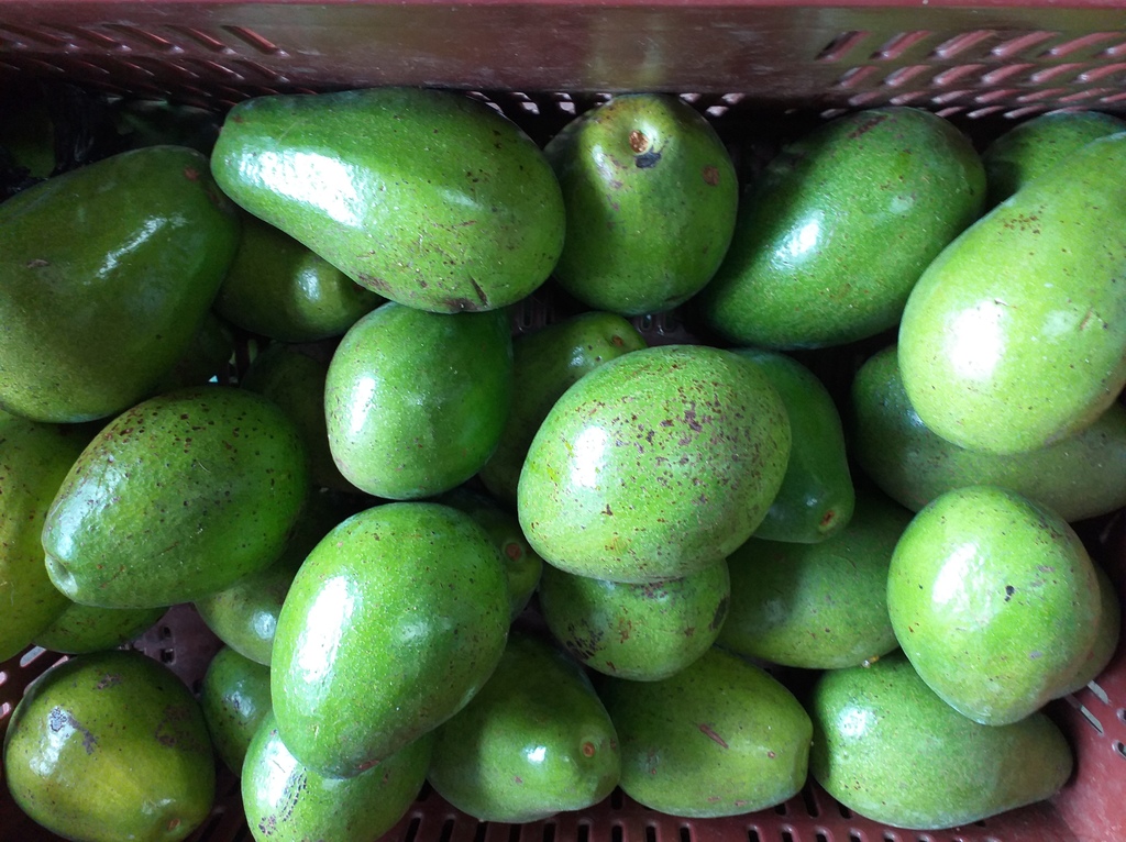 Aguacate papelillo