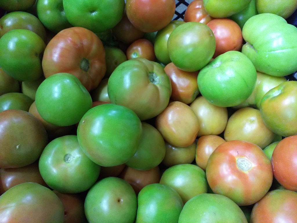Tomate parejo