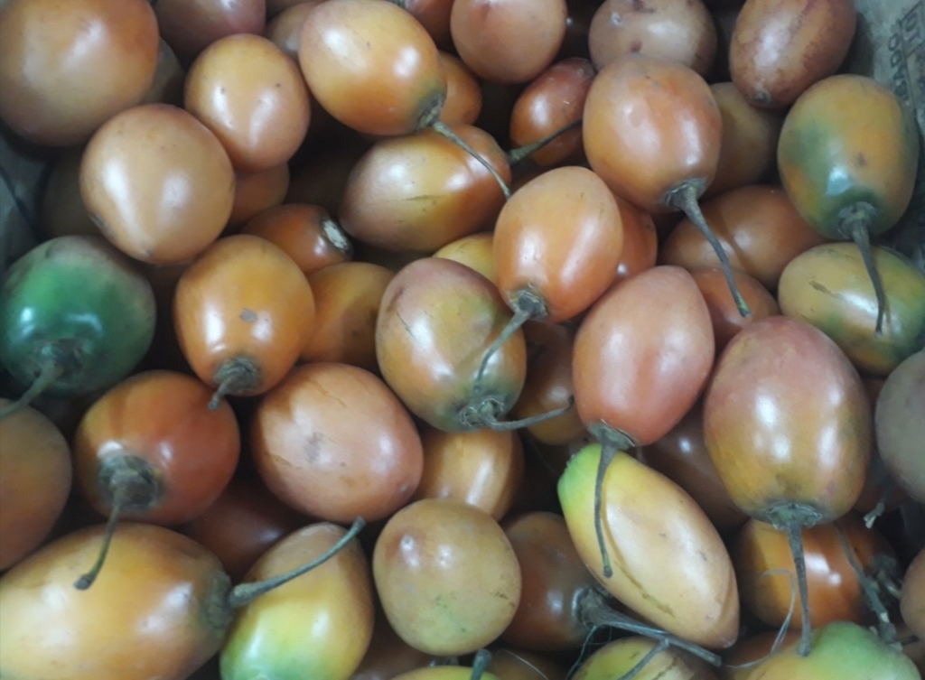 Tomate de árbol