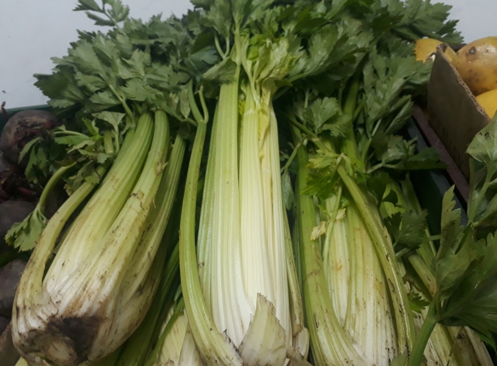 Apio