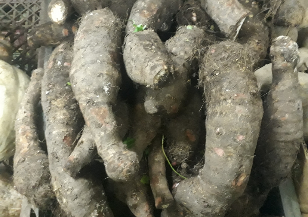 Malanga