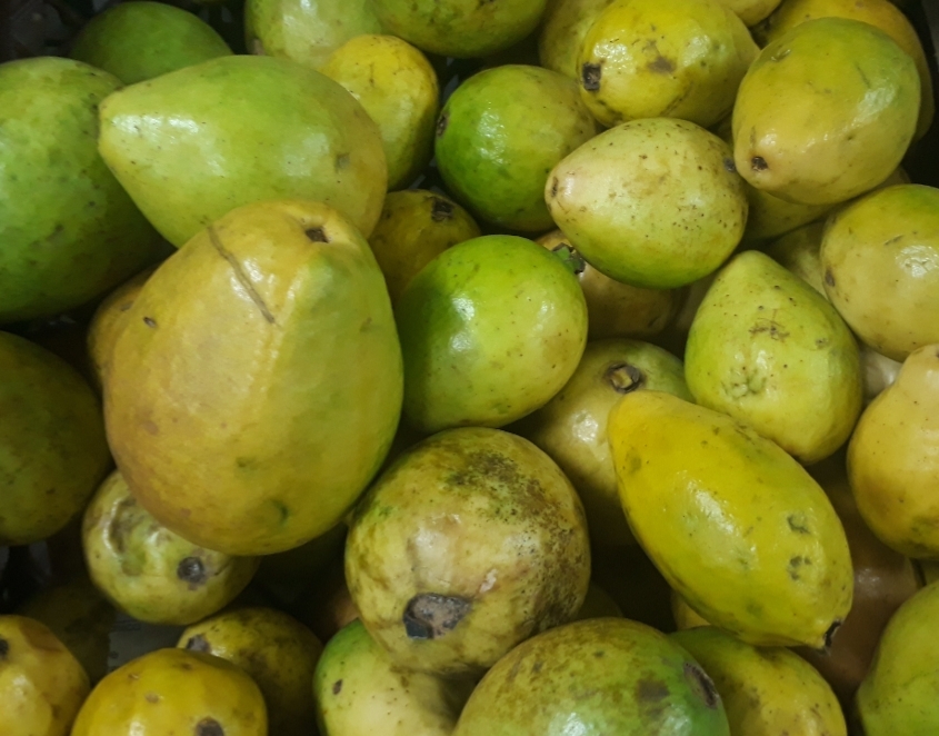 Habichuela