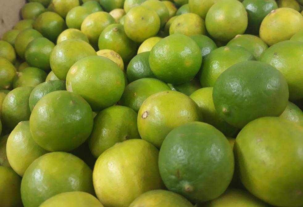 Habichuela