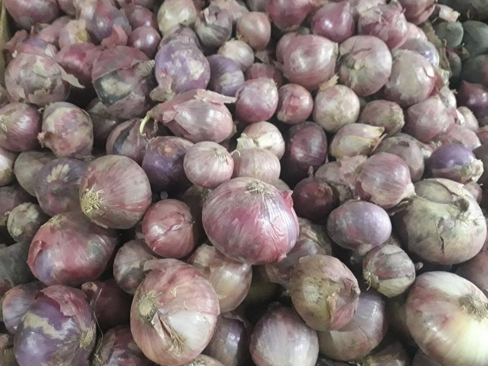 Habichuela