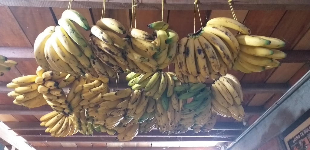 Banano criollo