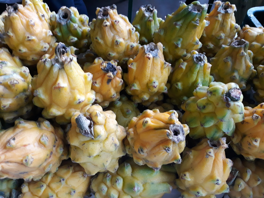 Pitahaya