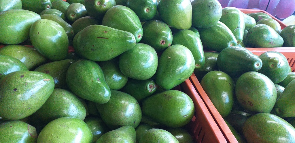 Aguacate papelillo