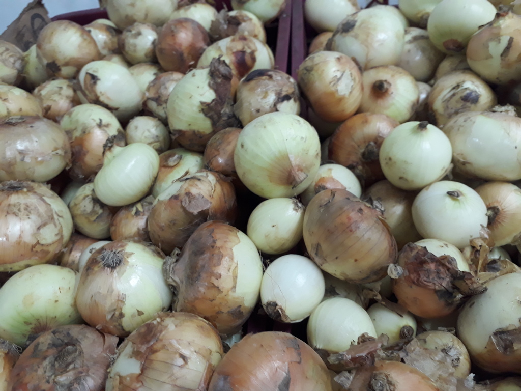 Cebolla Blanca