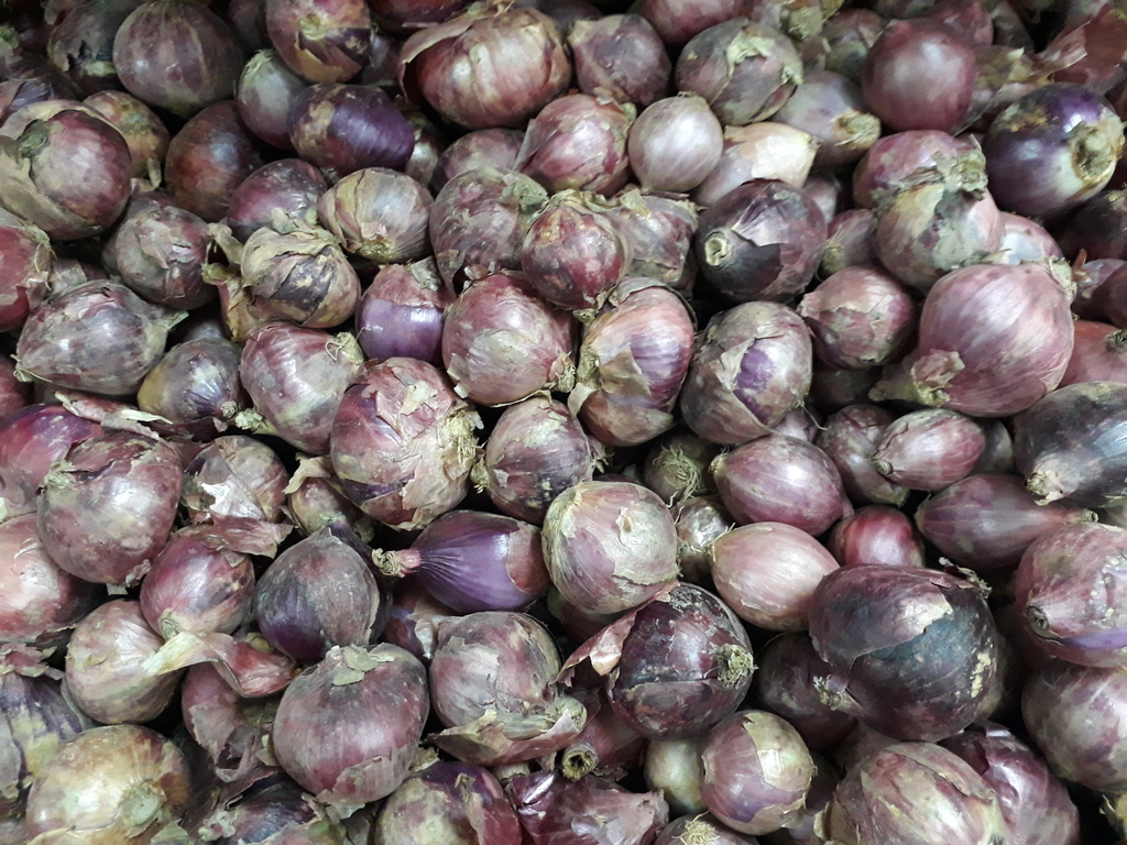 Cebolla roja