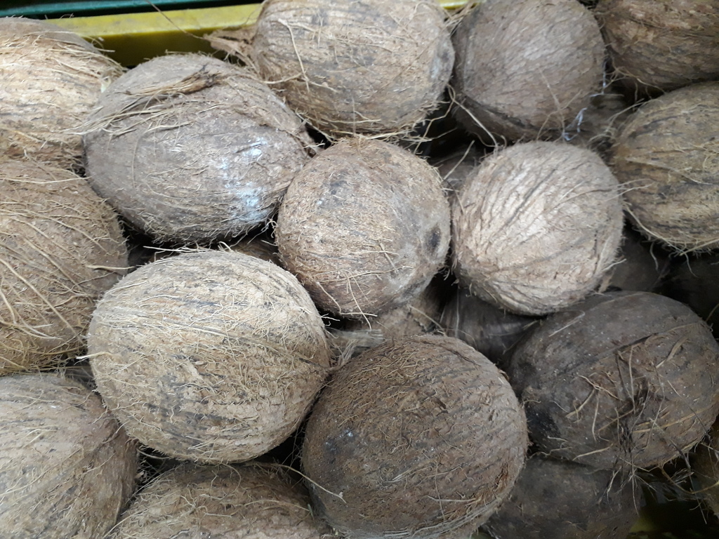 Coco pequeño