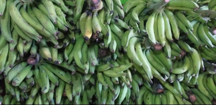 Platano verde
