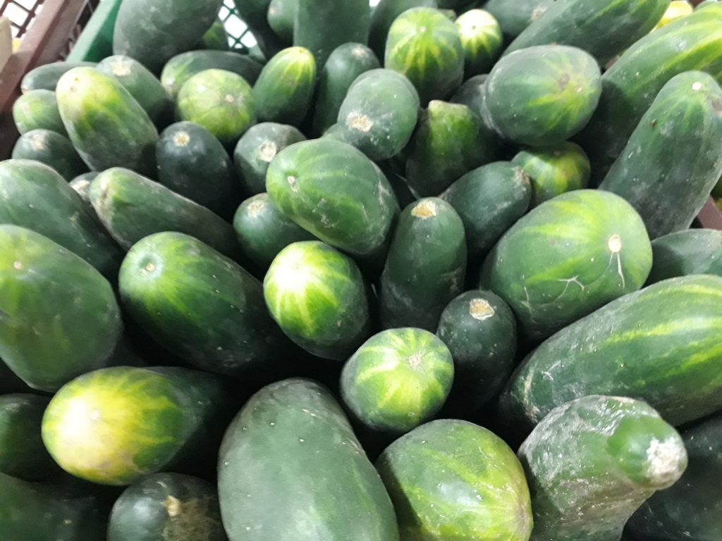 Pepino