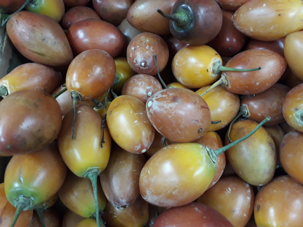 Tomate de árbol