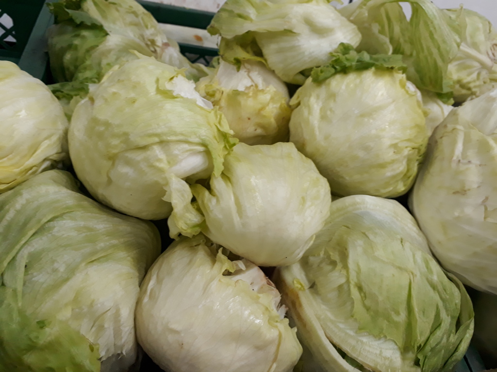 Lechuga