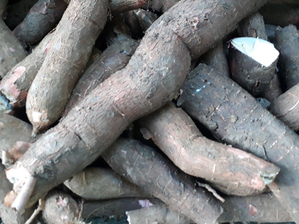 Yuca playera