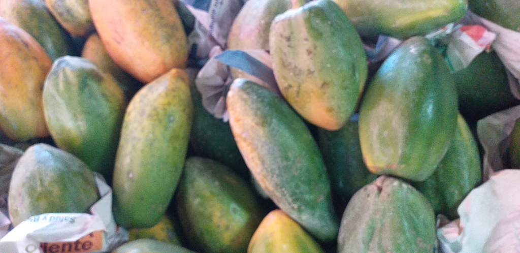 Papaya tainung