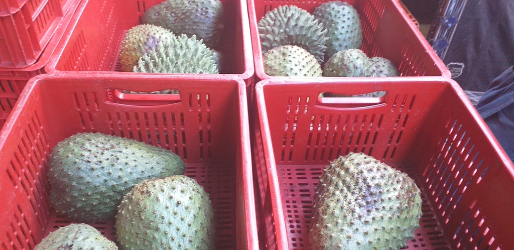Guanabana