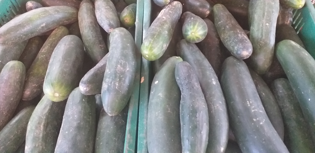 Pepino