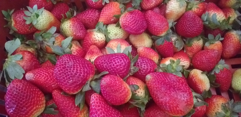 Fresas selectas