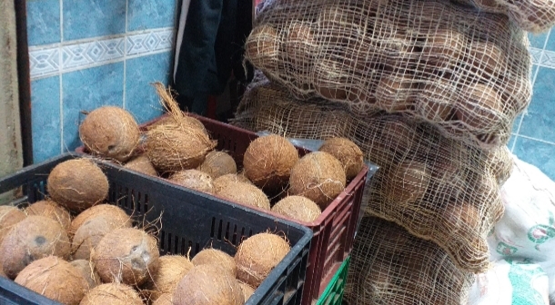 Coco panameño san blas