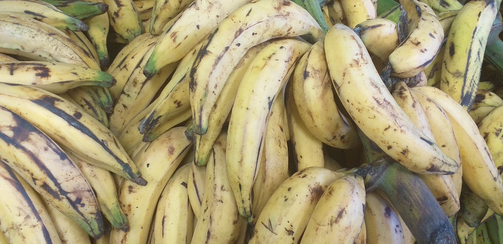 Banano criollo