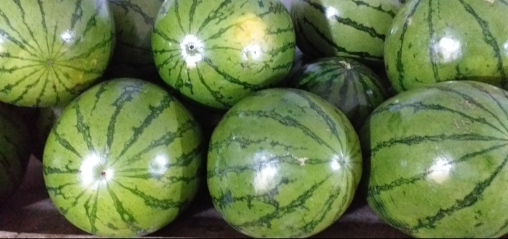 Sandia delgada