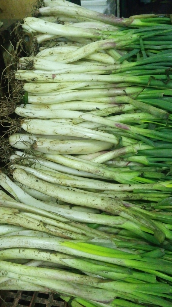 Cebolla larga